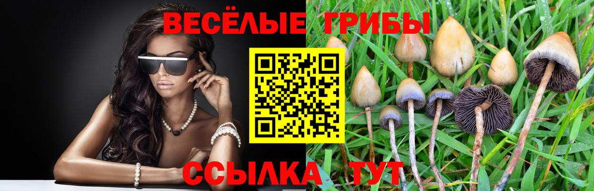 Кыштым  Галлюциногенные грибы Psilocybine cubensis  Вход с VPN 
